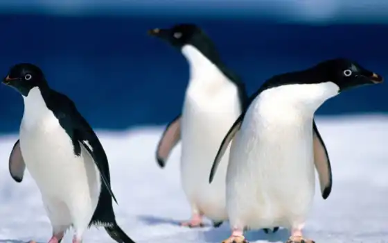 пингвины, смешные, птицы, 