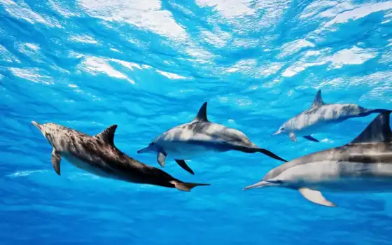 дельфины, водой, дельфинах, следы, фотообои, интересные, поддерживают, со, захлебнулись, они, малышей, 