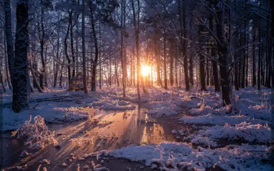 fore, sweden, лес, солнце, зима, дерево, закат, мобильные