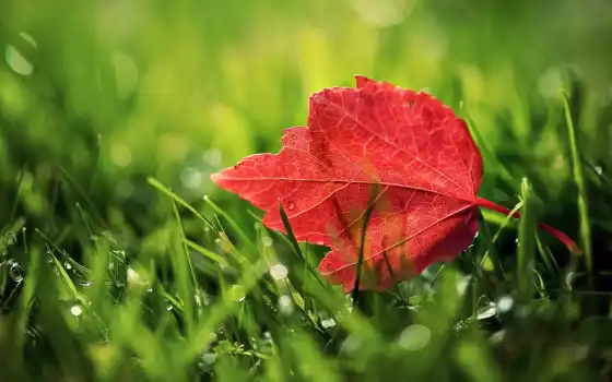 лист, листва, природа, красный, зеленый, трава, растение, осеньон