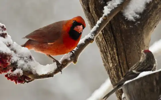 птица, кардинал, животное, снег, зима, ветка