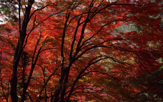 осень, глубокая, красная, деревья, ароматизация, краски, леса,