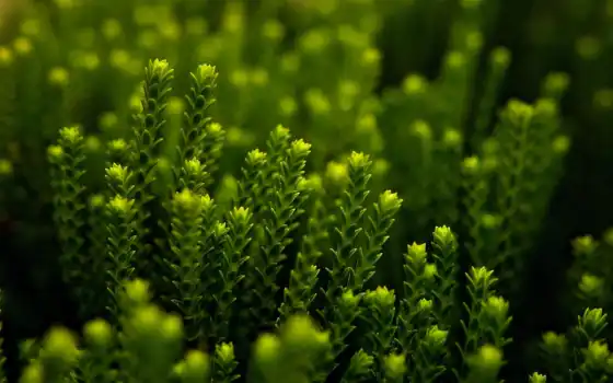 зелёный, макро, desire, природа, трава, совершенно, категория, windows, 