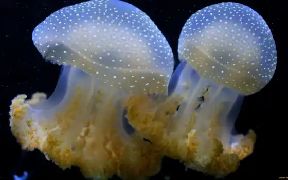 jellyfish, marine, biology, similar, underwater, миро, russian, water