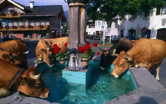 корова, фонтан, вода