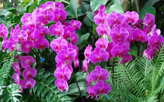 орхидеи, цветы, картинка, красивые, 