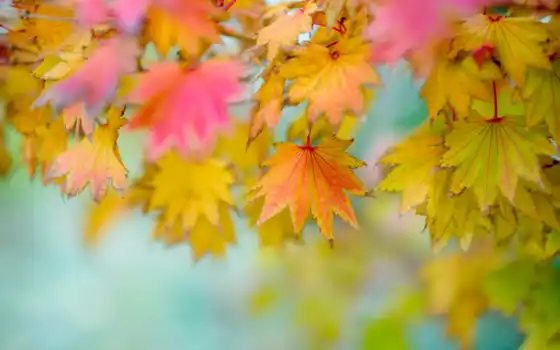листва, осень, осенние, размытость, природа, фотофон, 