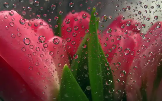цветы, glass, тюльпан, drop