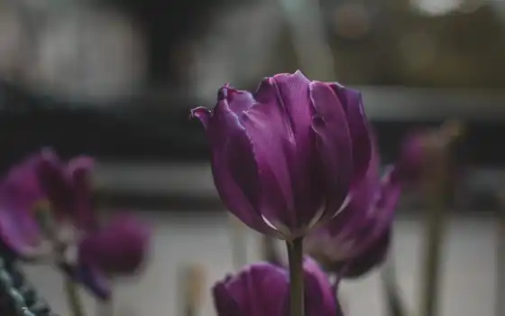 тюльпан, purple, цветы