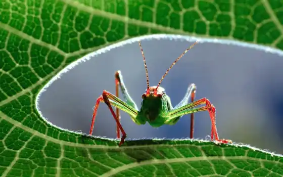 insectos, fotos, imagenes, compartir,loves, los, twittear, animales, imágenes,