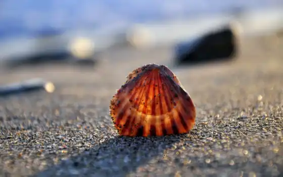 shell, берег, море, песок, пляж, взгляд, 