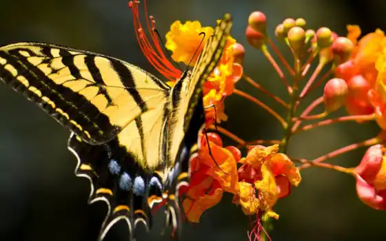 бабочка, красивая, природа, цветке, сидит, картинка, 