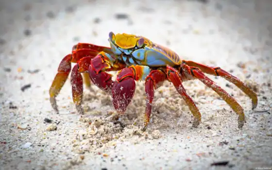 crab, red, песок, 