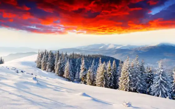 зима, задворк, лес, елка, гору, деревья, снег