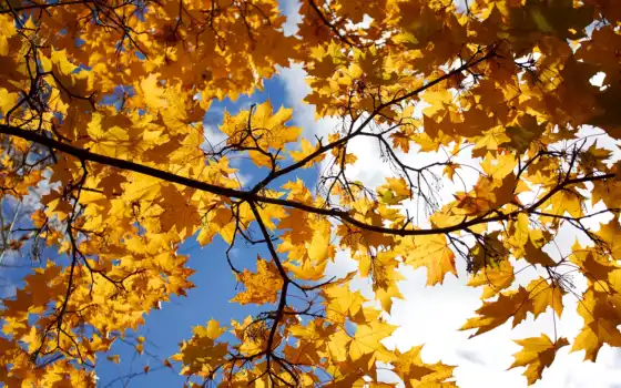 осень, лист, небо, фон, желтый