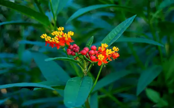 обои на рабочий стол, красивые картинки, картинки для ipad, обои для android