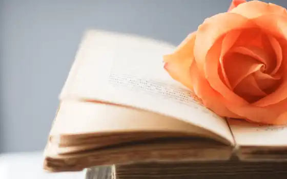 книга, роза, страница
