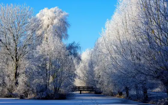 зима, сезон, мосты, деревья, пейзажи,