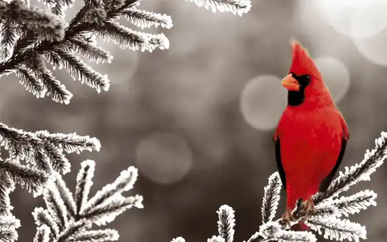 птица, кардинал,  птичка, красный, снег. 
