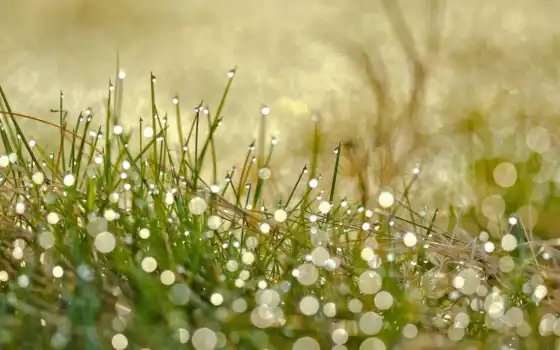 трава, капли, drops, макро, flowers, skies, water, sun, 