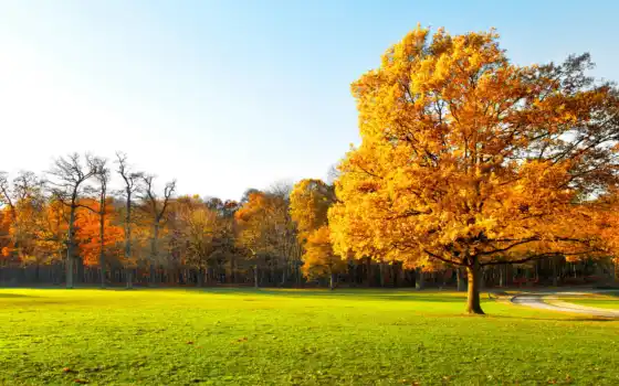 дом, осень, деревья, страница, лихорадка, парк, пейзаж,