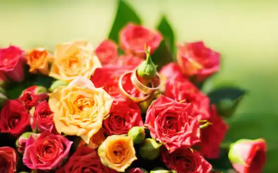 flowers, red, роза, yellow, cvety, красные, желтые, розы, roses, 