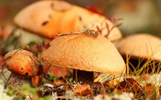 осень, гриб, лист, лес, трава, макри i