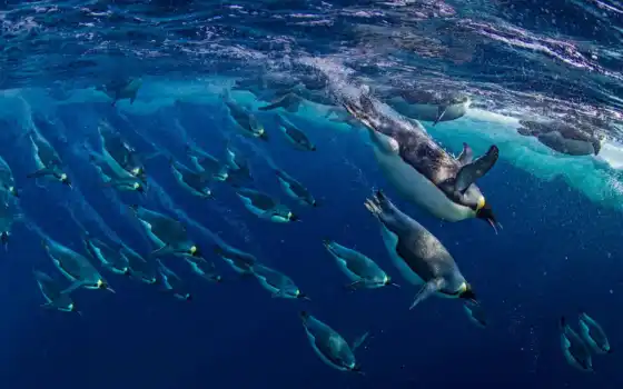 пингвин, dive, antarktika