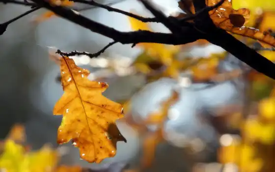осень, yellow, лист, дуб, why
