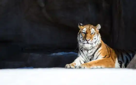 тигр, снег, кот, животное, вспышка