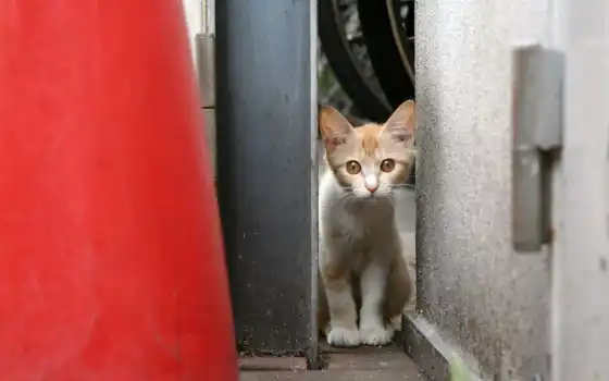 обои на рабочий стол, красивые картинки, картинки для ipad, обои для android