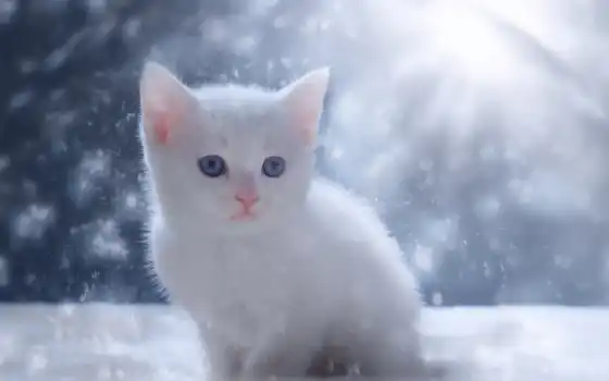 фото, узкое, домашнее, зимнее, белое, котенок, мало