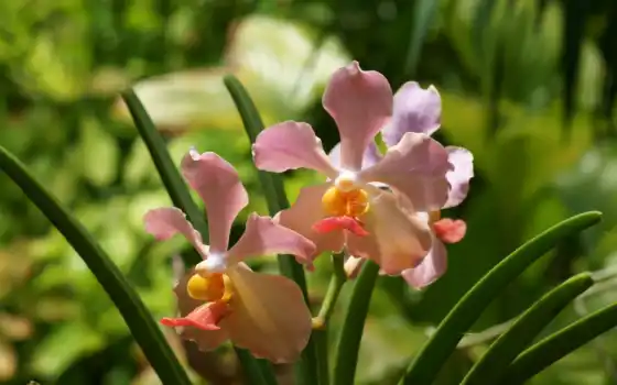 orchid, orchids, 