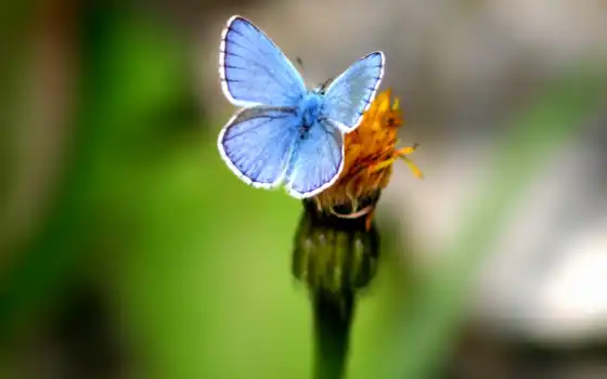 бабочка, голубая, красивая, 