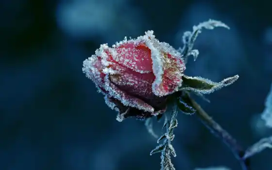 winter, роза, cvety, снег, макро, снегу, солнечный, бутон, 