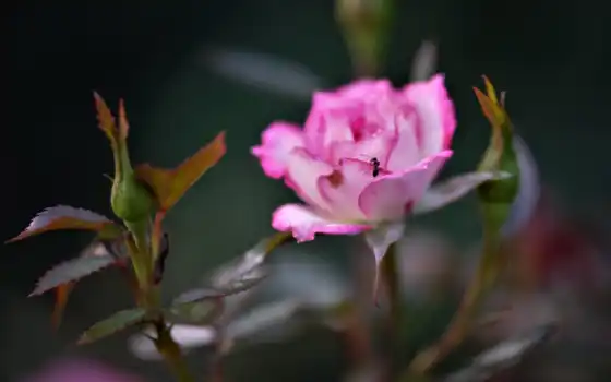 сад, розовый, цветы