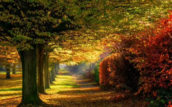 осень, лес, листва, природа, дерево