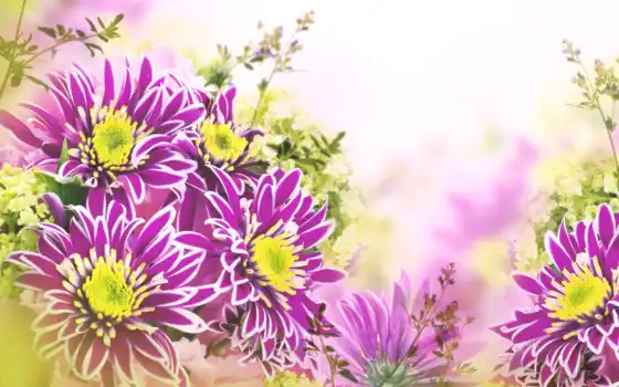 chrysanthemum, иллюстрация, рождение, открытка, низкое, witte, удивительно, в центре, fbeelding