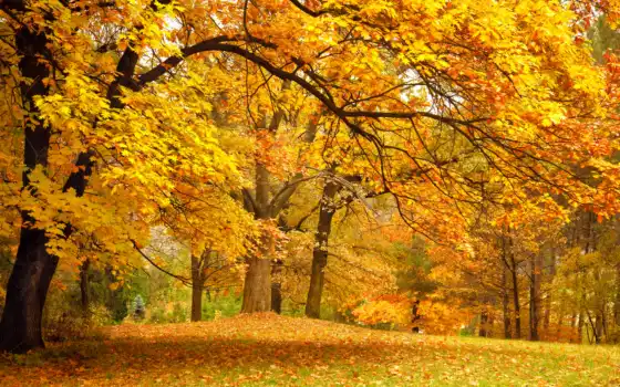 осень, лес, лист, природа, картинка, дерево, лиственный