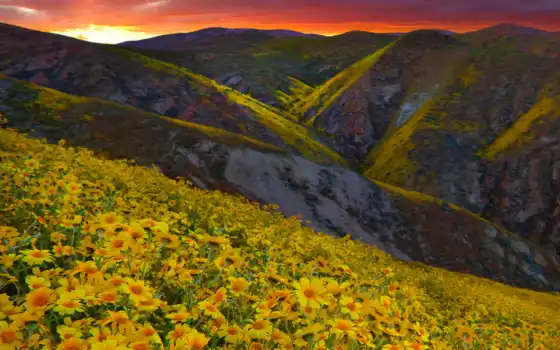желтый, долина, цветы, гора, пейзаж
