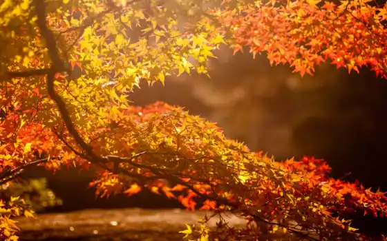 осень, солнце, дерево, листья, блики, ветвь, картинка, картинку, 