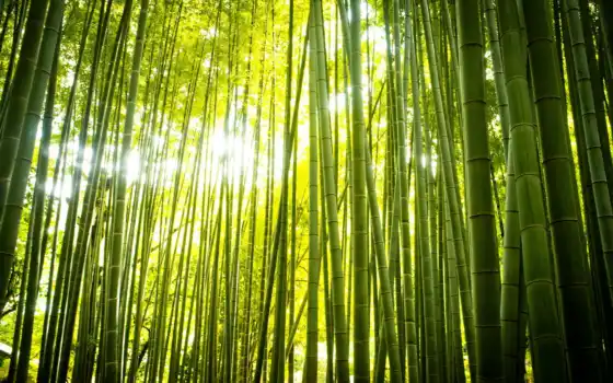 бамбук, природа, лес, фоны, картинка, 