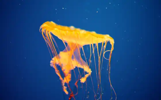 jellyfish, zheltai, invasion, море, animal, underwater, rasivyi