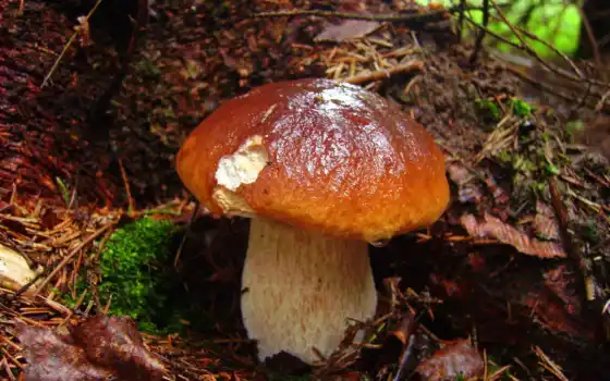 гриб, лес, осень
