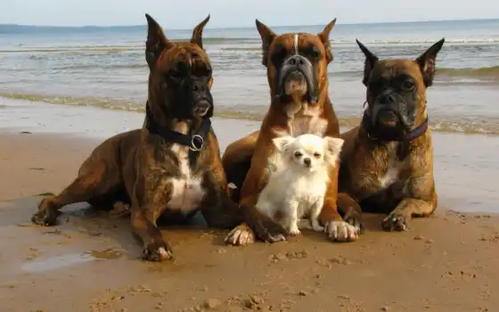 собака, пляж, животное, заита, песок, ченок