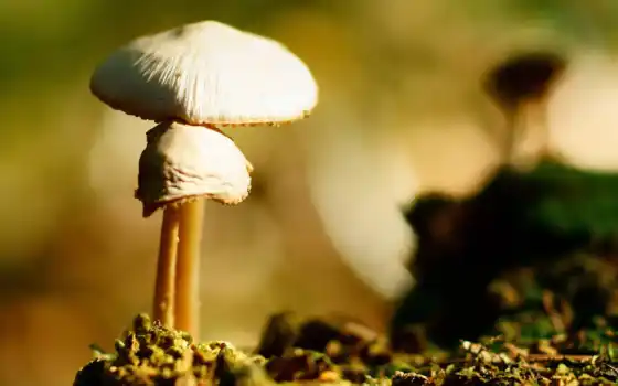 jamur, грибы, ponsel, putih, alam, lain, dipimpin, belakang, latar, ди, 