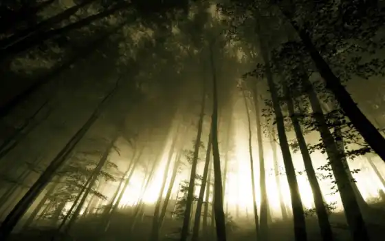 зрелые, свет, лес, темные, деревья, различные, туманные, бугор,