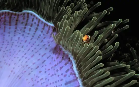 anemone, море