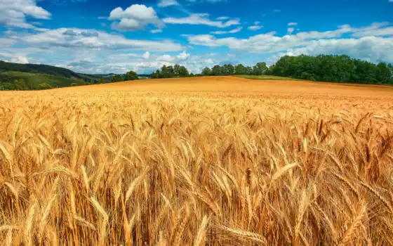 поле, пшеница, серьги