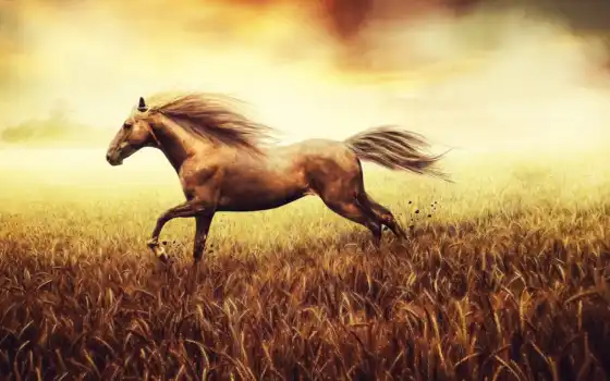 конь, поле, природа, бег, трава, кубка, музыка, музыка, музыка, кнопка, крошечные, лучшие, голые,